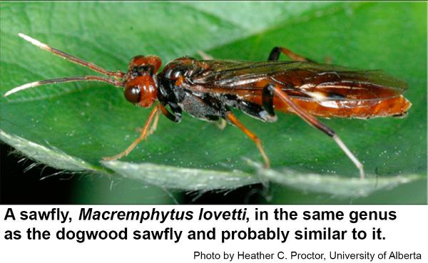 The sawfly is very similar to the dogwood sawfly.